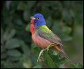 _7SB2730 painted bunting